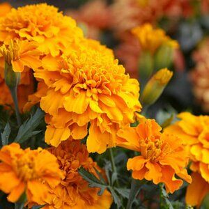 Marigold Seed - Collected 2024